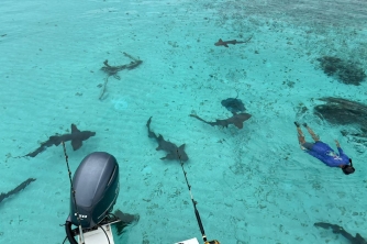 Roatan Nurse Shark Snorkeling Tour with Lunch